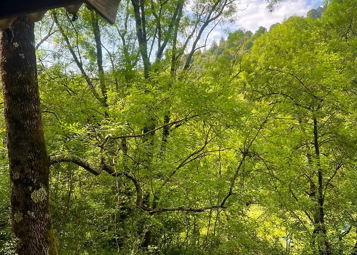 Camping Dans Les Bois *